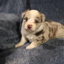 Moonracer - White and red merle female Border Collie puppy in Crawfordsville, Indiana from Rescued Dreams Border Collies