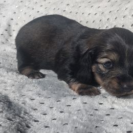Dachshund Puppies from Katrina's Dachshunds