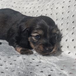 Dachshund Puppies from Katrina's Dachshunds