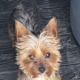 Angel - Yorkshire Terrier