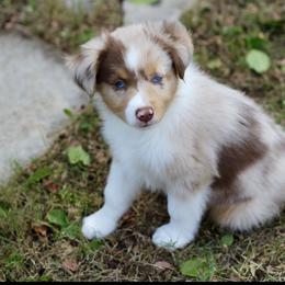 Miniature Australian Shepherd and Toy Australian Shepherd Puppies from Stone & Sage ATX Toy & Mini Aussies