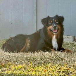 Willey - Miniature Australian Shepherd