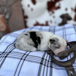 Tim - Blue merle Border Collie puppy in Knoxville, Tennessee from Riverside Ranch Border Collies
