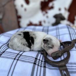 Tim - Blue merle Border Collie puppy in Knoxville, Tennessee from Riverside Ranch Border Collies