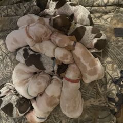 Bracco Italiano puppies from Legend Bloodhounds