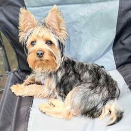 French Bulldogs and Silky Terriers from Fur-Ever Friends