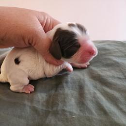 AKC UNO - Brown and white female Cocker Spaniel puppy in New Market, Tennessee from Down in the Holler