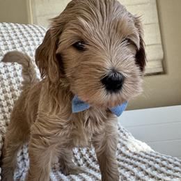 Jasper - Apricot male Goldendoodle puppy in Gilbert, Arizona from DogHouse Doodles