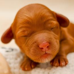 Yo-Yo - Caramel red male Australian Labradoodle puppy in Redding, California from Shasta Royal Monroe Puppies