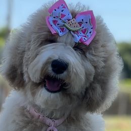 Goldendoodles and Poodles from Denikka Collins