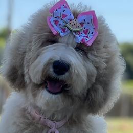Goldendoodles and Poodles from Denikka Collins