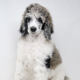 Bordoodle, Goldendoodle, and Poodle Puppies from Pacific Northwest Doodles