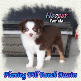 Hooper - Red tri female Toy Australian Shepherd puppy in Forestburg, Texas from Flaming Dill Ranch Aussies
