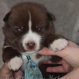 Atlas - Red and white male Siberian Husky puppy in Richland, Mississippi from Feazell’s Siberian Huskies