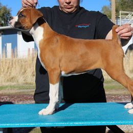 Jinny - Fawn female Boxer puppy in Earlsboro, Oklahoma from Lieben Boxers