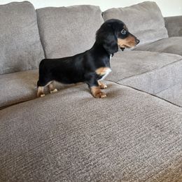 Dachshund Puppies from FiveThreeZeroMiniDachshunds