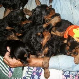 English Setter, Golden Retriever, and Gordon Setter Puppies from Katherine's Gordon Setters, English Setters, and Golden Retrievers