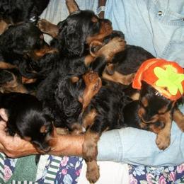 English Setter, Golden Retriever, and Gordon Setter Puppies from Katherine's Gordon Setters, English Setters, and Golden Retrievers