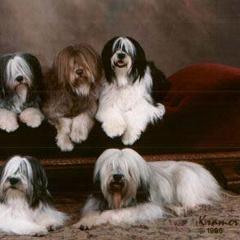 Polish Lowland Sheepdogs from Lechsinska’s Polish Lowland Sheepdogs
