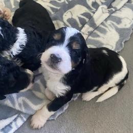 Bernedoodle and Goldendoodle Puppies from Saratoga Goldendoodles