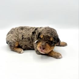 Harbor - Blue merle female Bernedoodle puppy in Pulaski, Tennessee from Doodle My Heart