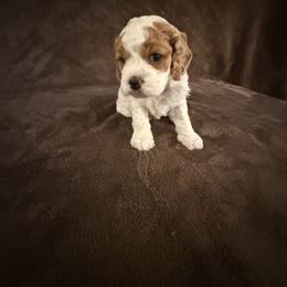 Happy - Blenheim male Cavapoo puppy in Kelso, Washington from The love of Cavapoos
