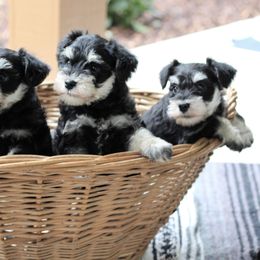 Miniature Schnauzer Puppies from Schnauzers of Georgia Cliff