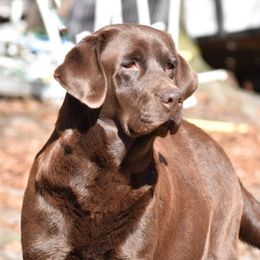 Crook - Labrador Retriever