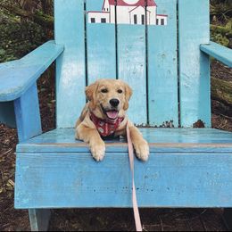 Golden Retriever Puppies from Goldens of Hope
