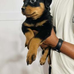 Female 7 - Black and mahogany female Rottweiler puppy in Humble, Texas from Inexorable Haus Early Rotts