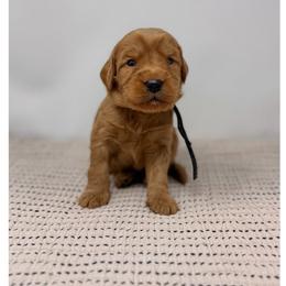 Mission - Red male Australian Labradoodle puppy in Sacramento, California from Little Farmstead Labradoodles