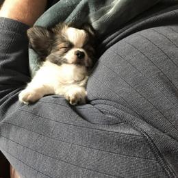 Chihuahua Puppies from HaloHavenChihuahuas