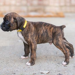 Yellow - Brindle male Boxer puppy in Georgia from Stephanie’s Boxers