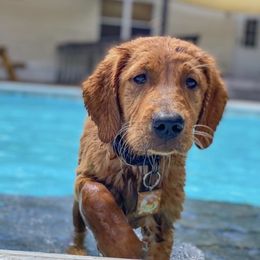 Golden Retriever Puppies from Mountain Reign Golden Retrievers