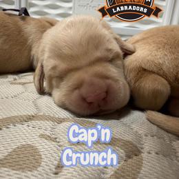 Cap'n Crunch - Yellow male Labrador Retriever puppy in Dickson, Tennessee from Cane Creek Labradors