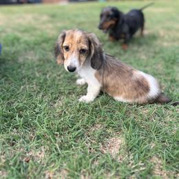 Finn - Piebald male Dachshund puppy in Mena, Arkansas from Double B Corsos & Dachshunds