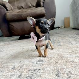 Chanel - Black and tan female Chihuahua puppy in Alvord, Texas from Gift of Gods Favor