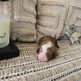 Rip - Red  male Goldendoodle puppy in Floyd, Virginia from Hearts and Paws Poodles and Doodles