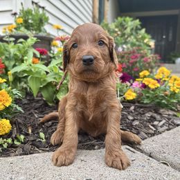 Fuli - Red female Irish Doodle puppy in Hammond, Wisconsin from Queen of the Hill Puppies
