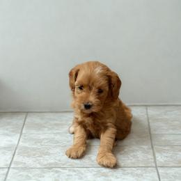 Luna - Cream female Maltipoo puppy in Bells, Texas from Partridge Doodles and Poodles
