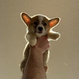 Faithful - Red male Pembroke Welsh Corgi puppy in Delton, Michigan from CorGizmo