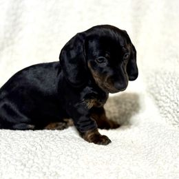 Pumpkin - Black and tan female Dachshund puppy in Fredonia, Arizona from Desert Horizon Dachshunds