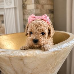 Goldendoodle and Maltipoo Puppies from ENC Goldendoodles And Maltipoos