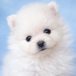 Liam - Cream male Pomeranian puppy in New Lenox, Illinois from Illinois Poms