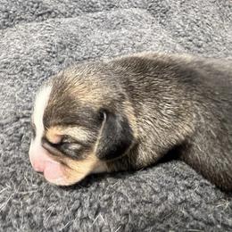 Brody - Black tan and white male Beagle puppy in Harrison, Arkansas from Leslie Beagles of Leslie Farm
