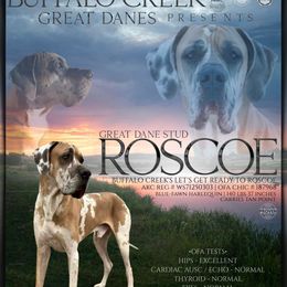 Roscoe - Great Dane