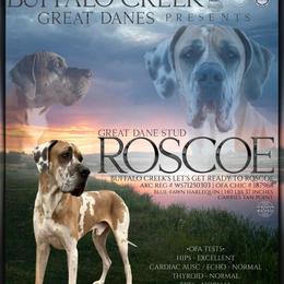 Roscoe - Great Dane