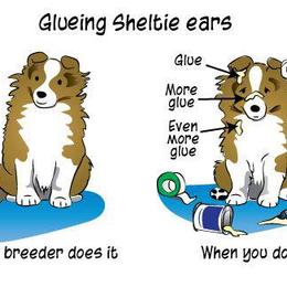 Shetland Sheepdog Puppies from Twin Cedar Shelties