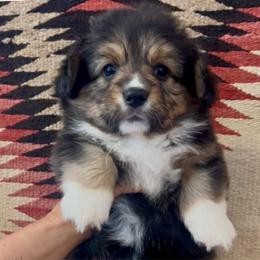 June - Black and tan female American Corgi puppy in Tome, New Mexico from Blue Diamond Welsh corgis