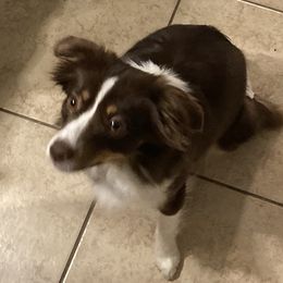 Bonbon - Miniature Australian Shepherd